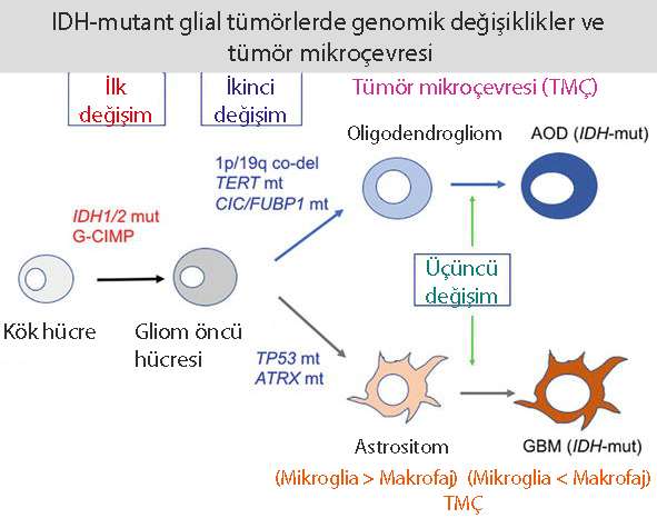 IDH mutant astrosit ve oligdendroglial tümörlerde tümör mikroçevresi ve genomik değişiklikle