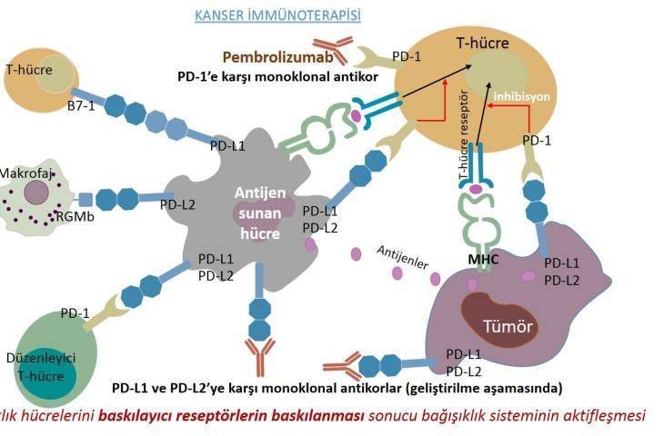 İmmün sistemin fren mekanizmasını kaldıran ilaçlardan olan Pembrolizumab (Keytruda) 13 kanser türünde de etkili olabileceğine yönelik ipuçları vererek ASCO 2015’de heyecan yarattı... Modern onkolojik tedaviler tarihin gerçek öyküsünü yazıyor. 3