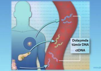 Kan tahlilinde kanser belirtisi: tümör DNA parçaları (ctDNA). Yazı dizisi-3