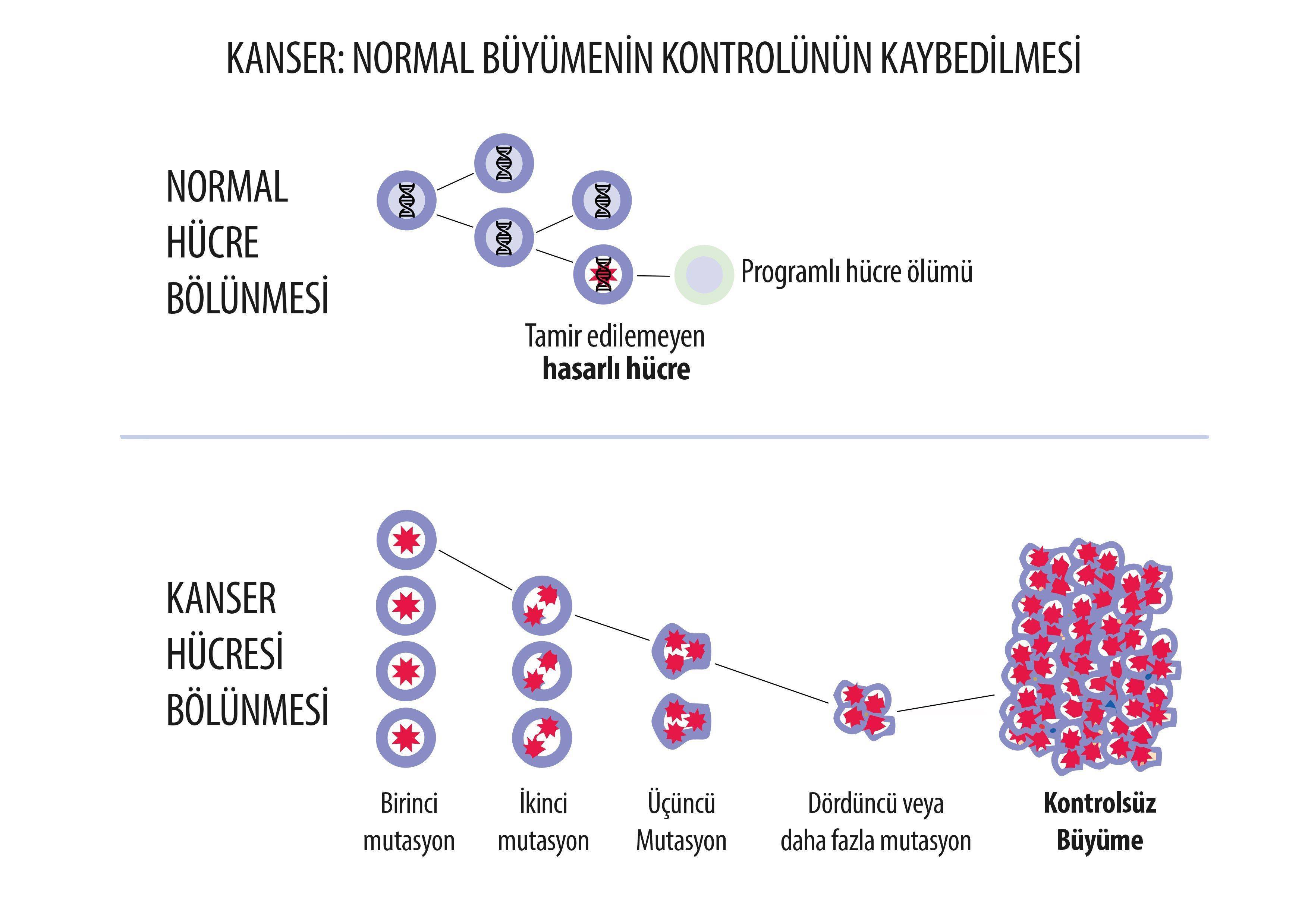 Kanser nedir kontrolsüz hücre çoğalması malign hastalık