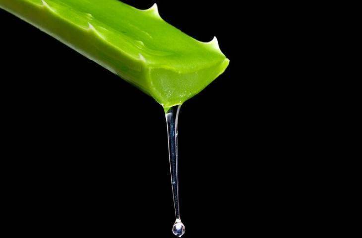 Kanser tedavisinde Aloe veranın (Sarısabır) yeri nedir?