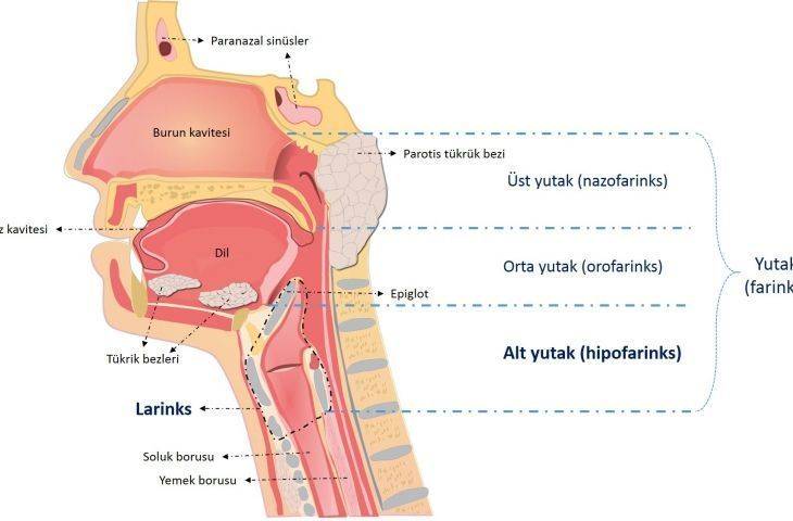 Kanser türlerine göre tanı ve tedavi bölümüne larenks ve hipofarenks kanserleri bölümü eklendi