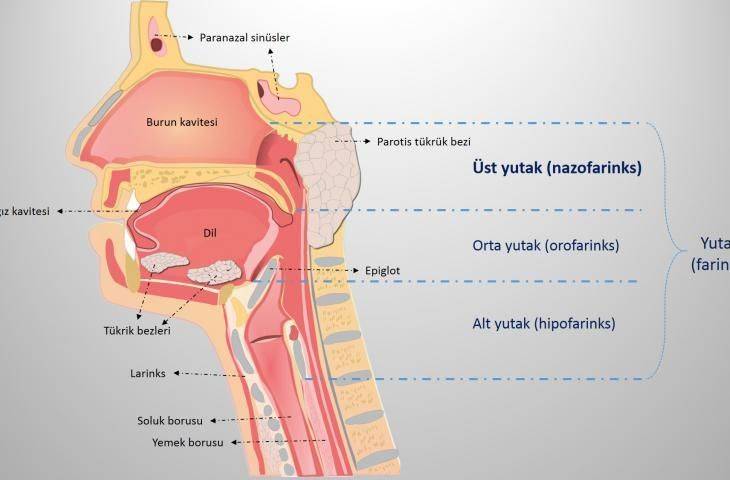 Kanser türlerine göre tanı ve tedavi bölümüne nazofarenks (üst yutak) kanseri bölümü eklendi