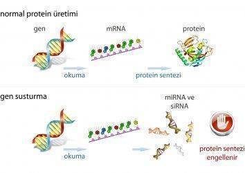 Kansere Neden Olan Genler Susturulabilir Mi?
