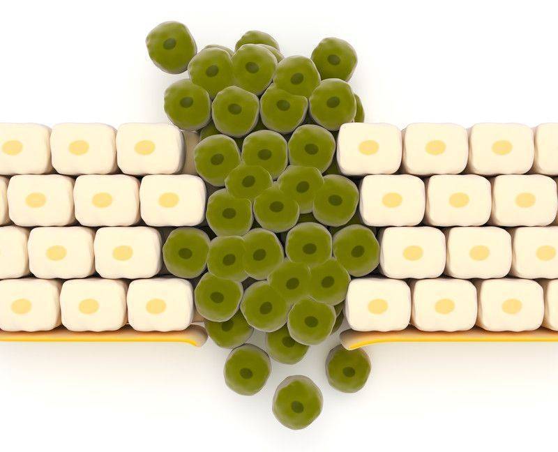 karsinojen nedir insan icin bilinen ve potansiyel kanser yapici kimyasal maddeler prof dr mustafa ozdogan