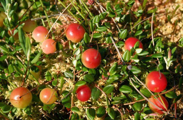Kırmızı yaban mersini Cranberry kanser tedavisinde kullanılabilir mi?