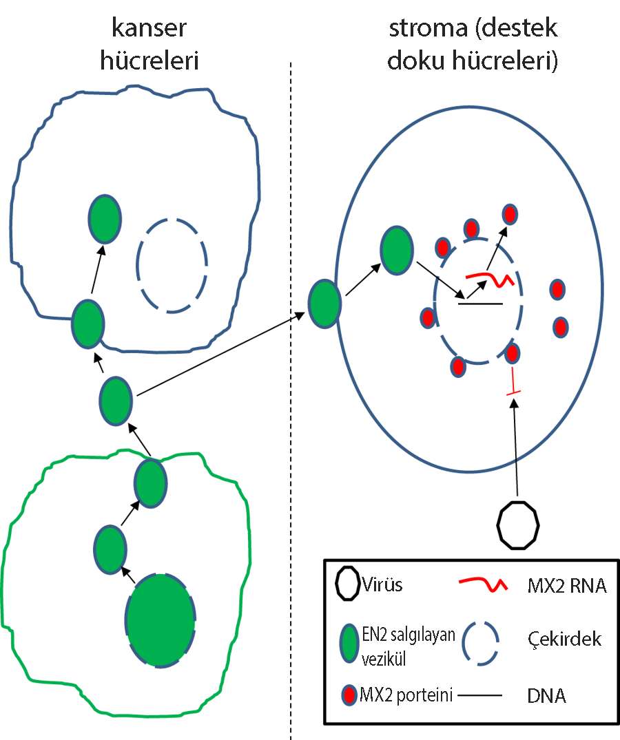 Membrane insertion and secretion of the EN2 transcription factor by prostate cancer cells may induc