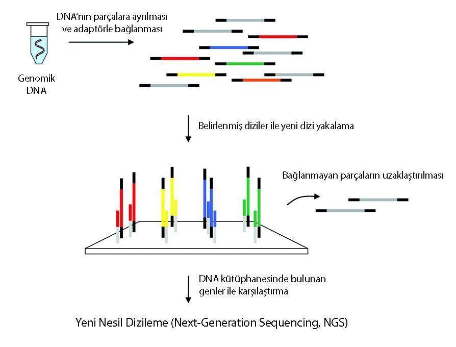 NGS yeni nesil dizileme sekanslama nasıl yapılır 1