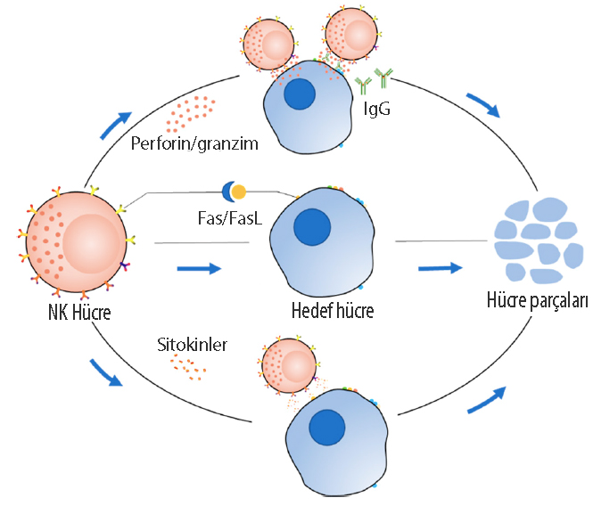 NK hücre reseptörü harekete geçer ve üç farklı yolak ile hedef hücreyi yok eder