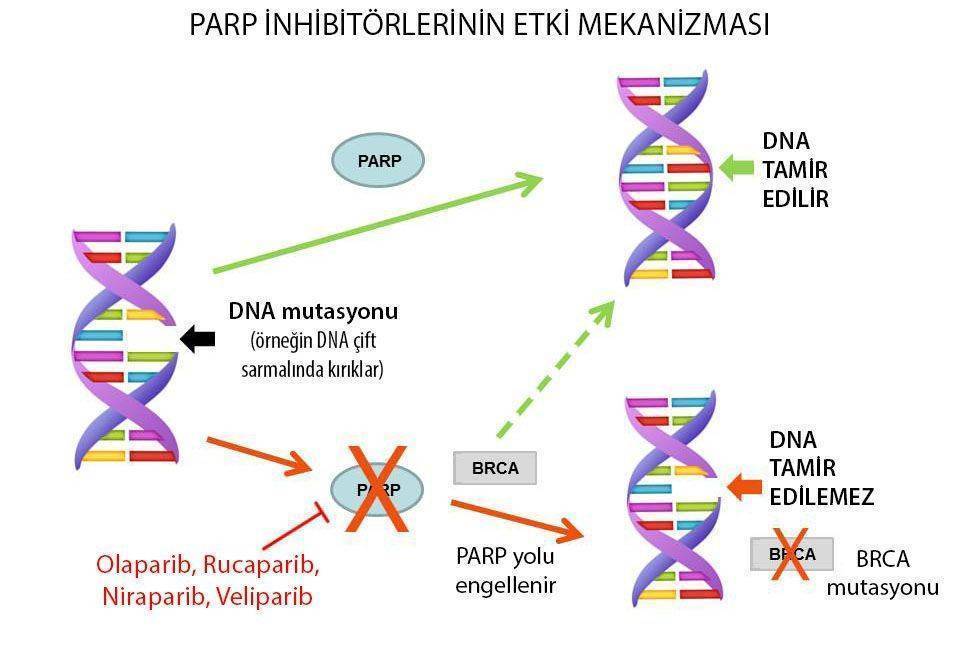 PARP inhibitörleri etki mekanizmasi over kanseri tedavisi brca mutasyonu olaparib