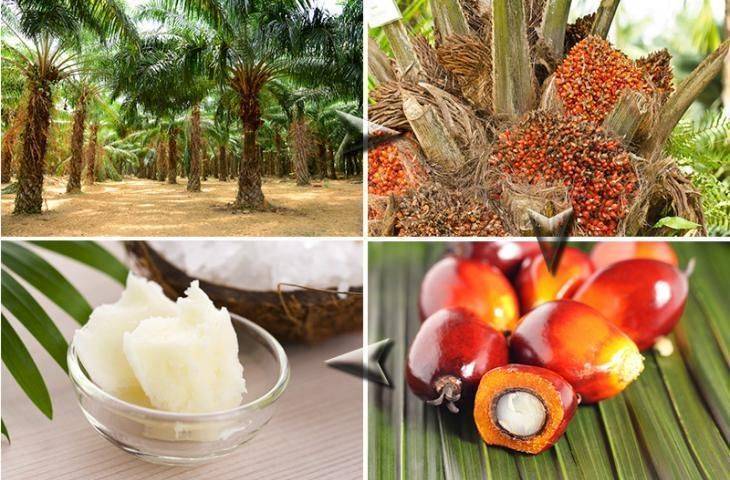Palm yağı nedir? Kullanım alanları, sağlık açısından yararları ve riskleri nelerdir?