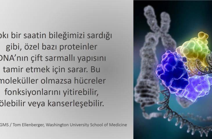 Prostat kanserlerinde meme kanserine benzer kalıtsal geçiş saptandı
