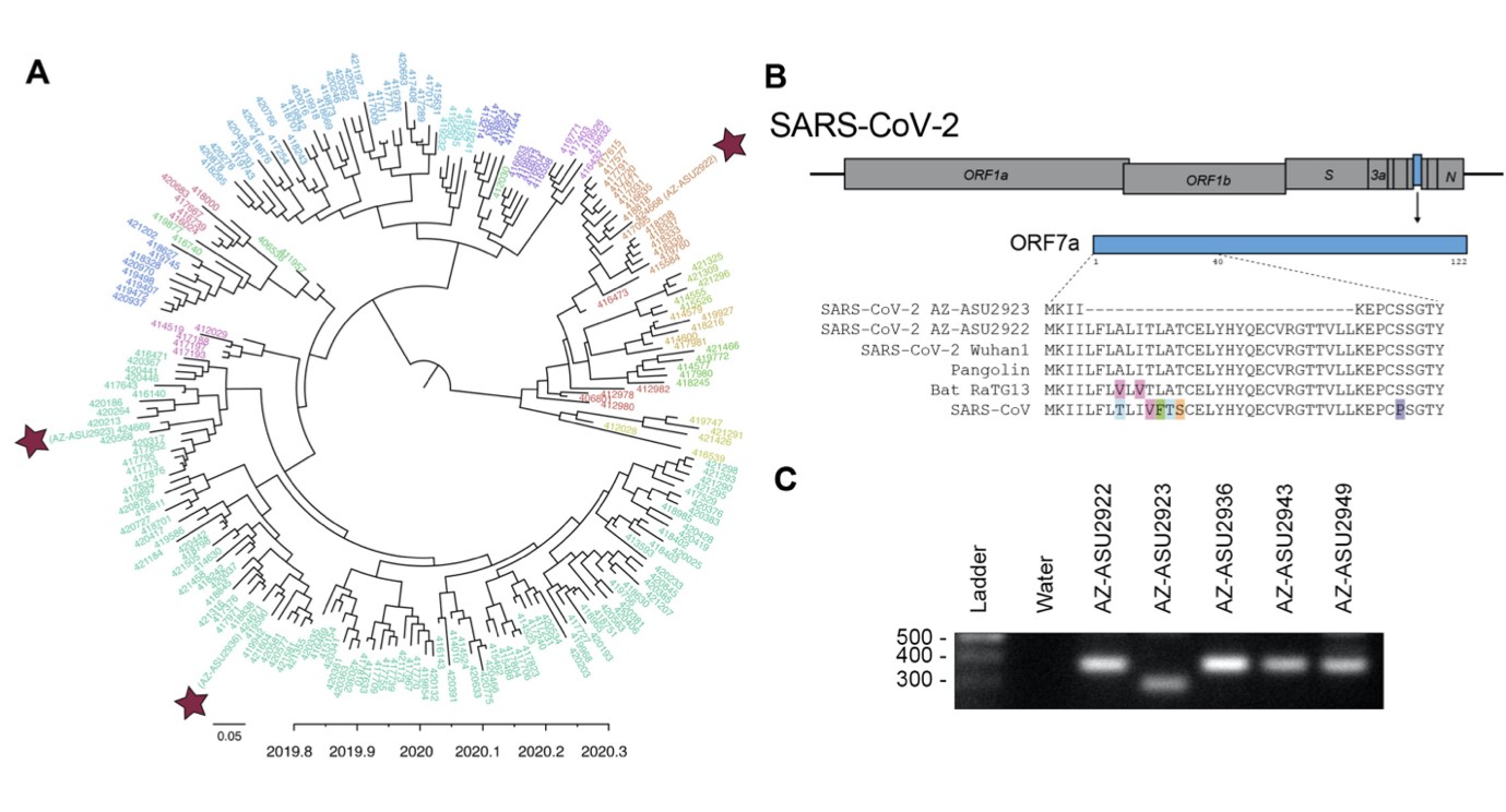 SARS CoV 2 virüsünün genomik ve evrimsel karekterizasyonu