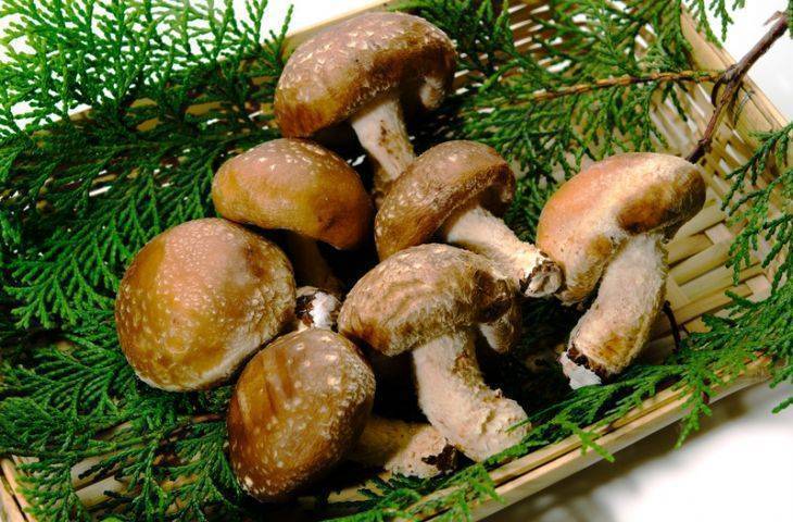 Shiitake Mantarının Kanser Tedavisinde Kullanımı