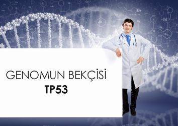 TP53 geni ve p53 proteini nedir? Kanserde TP53 mutasyon pozitifliği ne anlama gelmektedir?