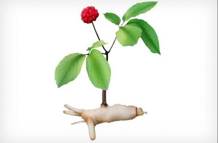 Tamamlayıcı Tedavi Olarak Kullanılan Ginseng Kansere Bağlı Halsizliği Azaltıyor