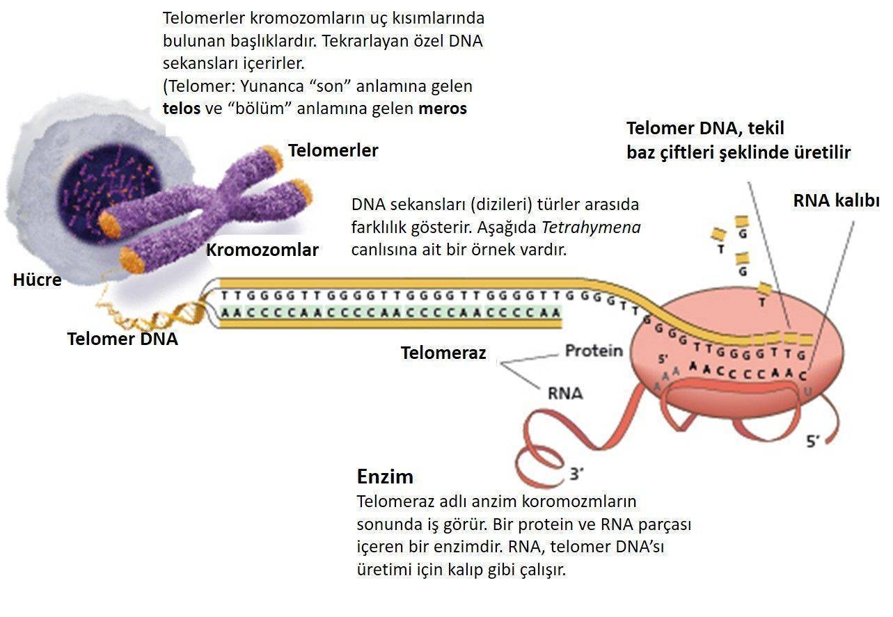 Telomeraz etki mekanizması