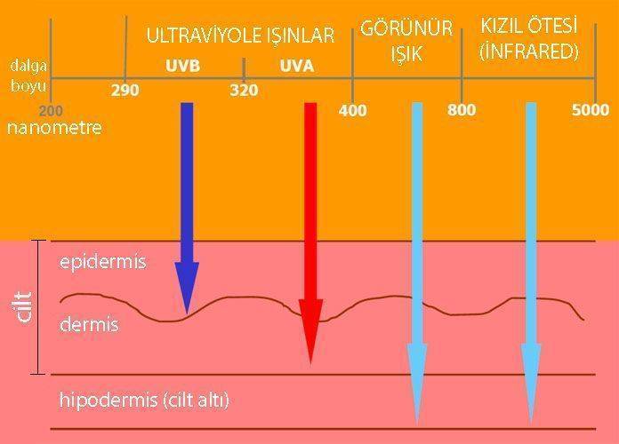 UVA ve UVB ışınları ultraviyole cilt yanıkları deri kanseri ışık spektrumu