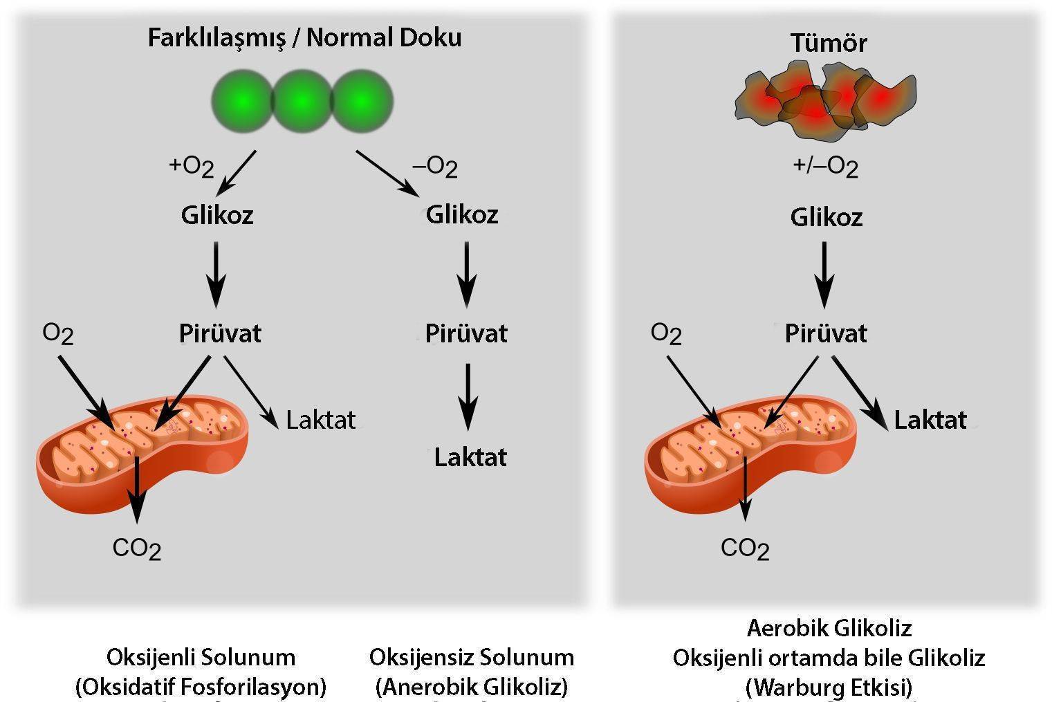 Warburg etkisi kanser oksijensiz ortam glikoliz alkali tedavi