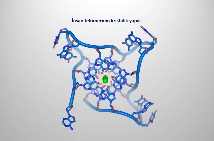 Yazı dizisi: Telomer ve Kanser ilişkisi 1. Telomer nedir? Sigara kullanımı ve obezite, telomer kısalmasını tetikler mi?