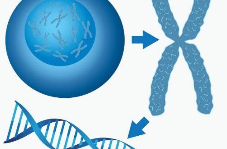 Yazı Dizisi: Telomer ve Kanser İlişkisi 3. Telomer Odaklı Kanser Araştırmalarında Son Gelişmeler