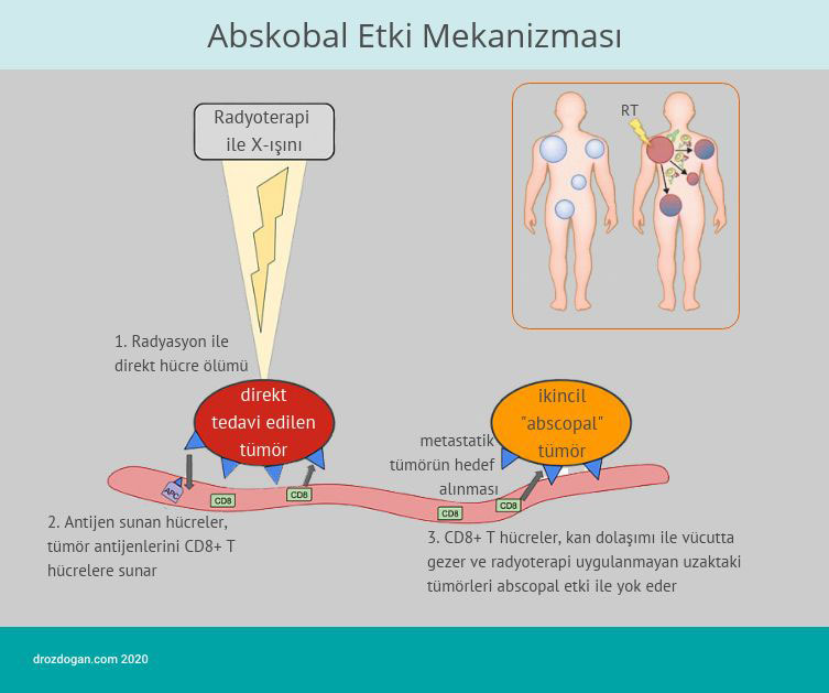 abskobal etki mekanizmasi