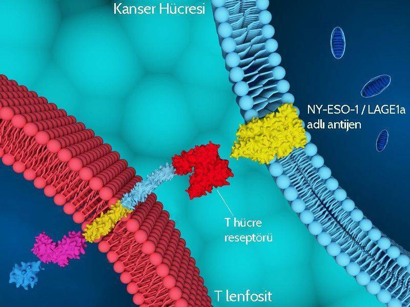 adoptif t lenfosit hucre tedavisi kanser immünoterapi