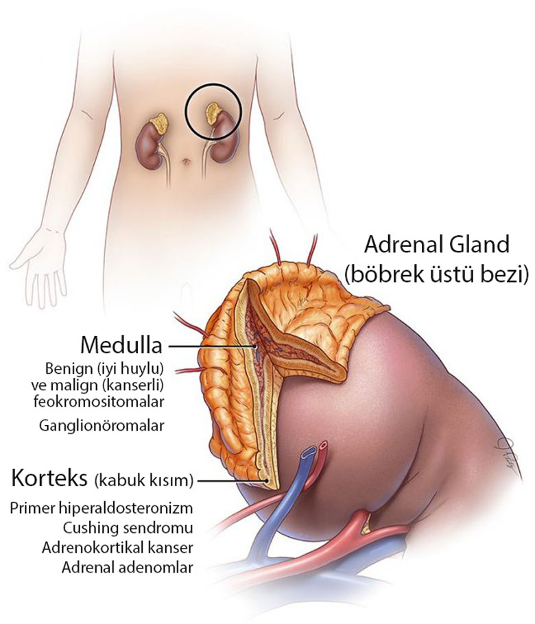 adrenal glandlar böbrek üstü bezlerinin anatomisi ve hastalıkları