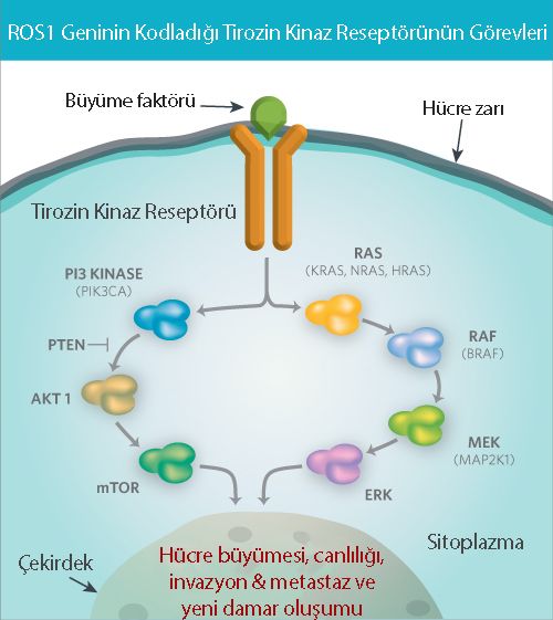 akciğer kanseri ros1 nedir füzyonu translokasyonu pozitif mekanizma