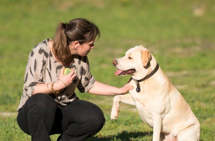 Akciğer Kanserine Yüksek Doğrulukla Erken Tanı Koyan Eğitimli Bir Köpek