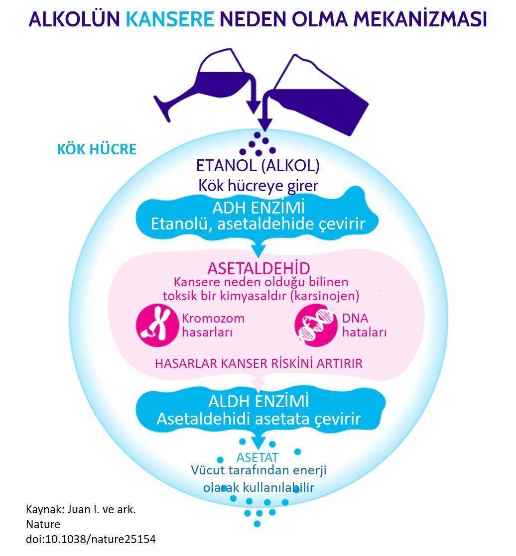 alkon nasıl kansere neden olur riski etki mekanizması