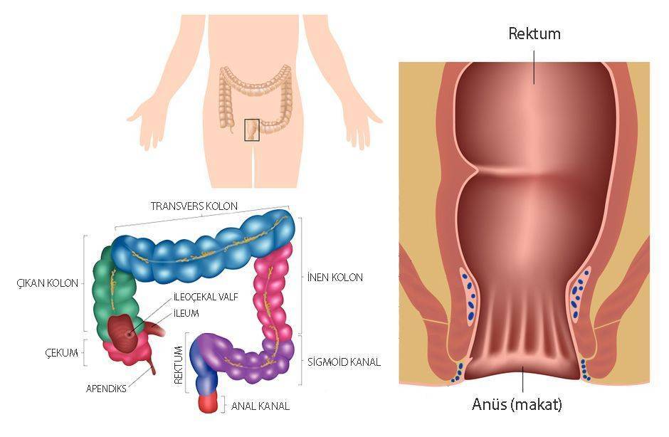 anal kanal rektum kolon kalın bağırsak anatomisi