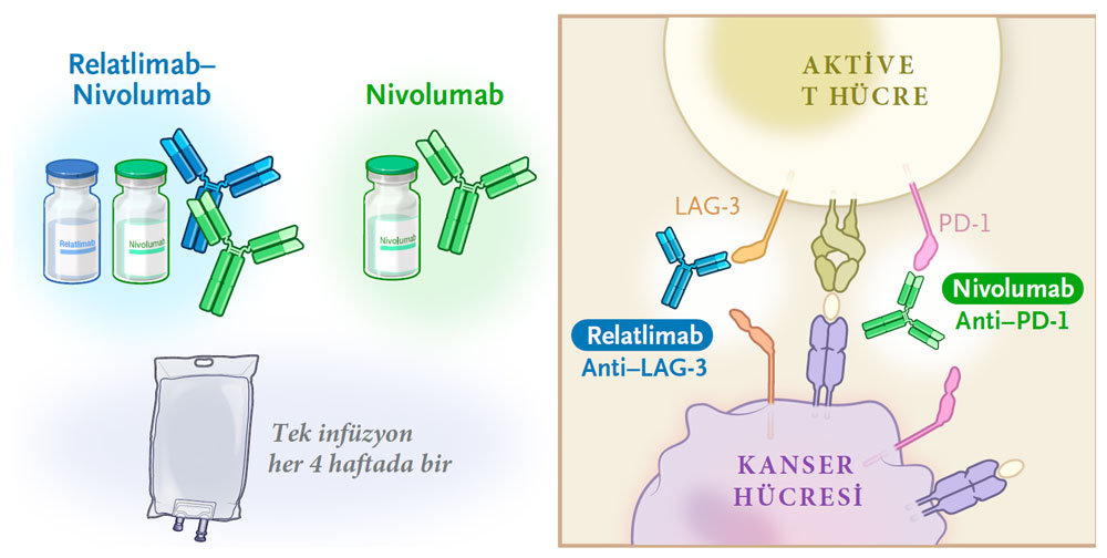 anti lag 3 relatlimab etki mekanizması nasıldır