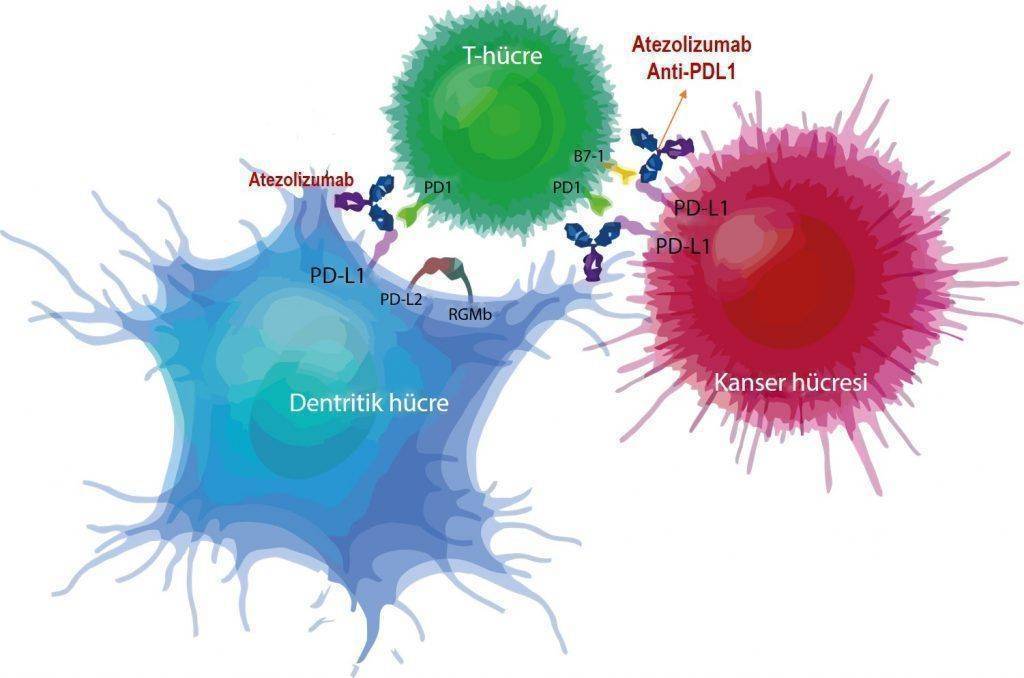 atezolizumab_tecentriq_etki_mekanizmasi_akciger_kanseri_mesane_kanseri_immunoterapi_pdl1 1024x678