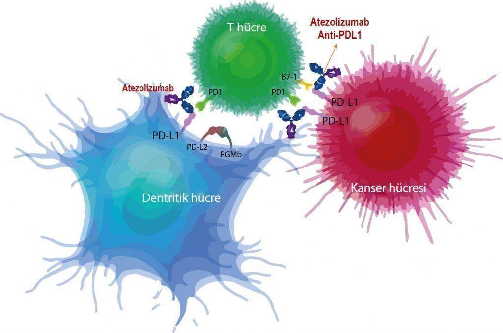 テセントリクと他の薬剤の併用