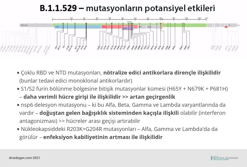 b 1 1 529 nu varyantı mutasyonlarının potansiyel etkileri