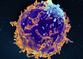 B hücre lenfosit nedir? Görevleri ve antikor üretimi