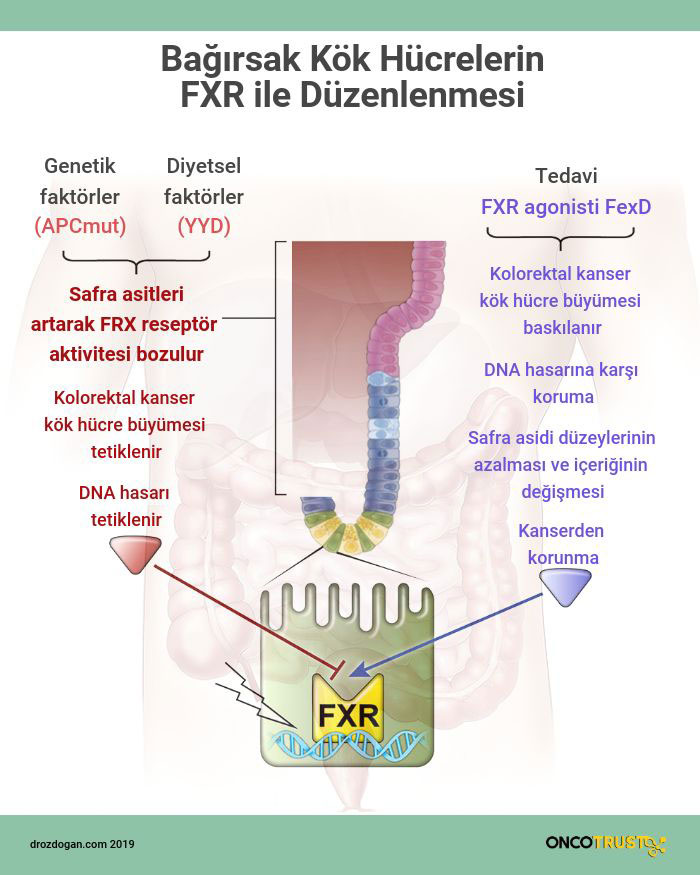 bagirsak kok hucrelerin fxr ile duzenlenmesi