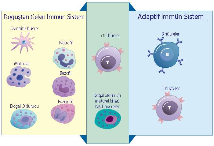 bağışıklık sistemi hücreleri