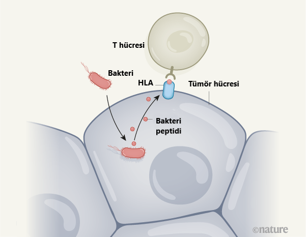 bakteriler tarafindan etkilenen anti tümör bagisikligi icin bir yol