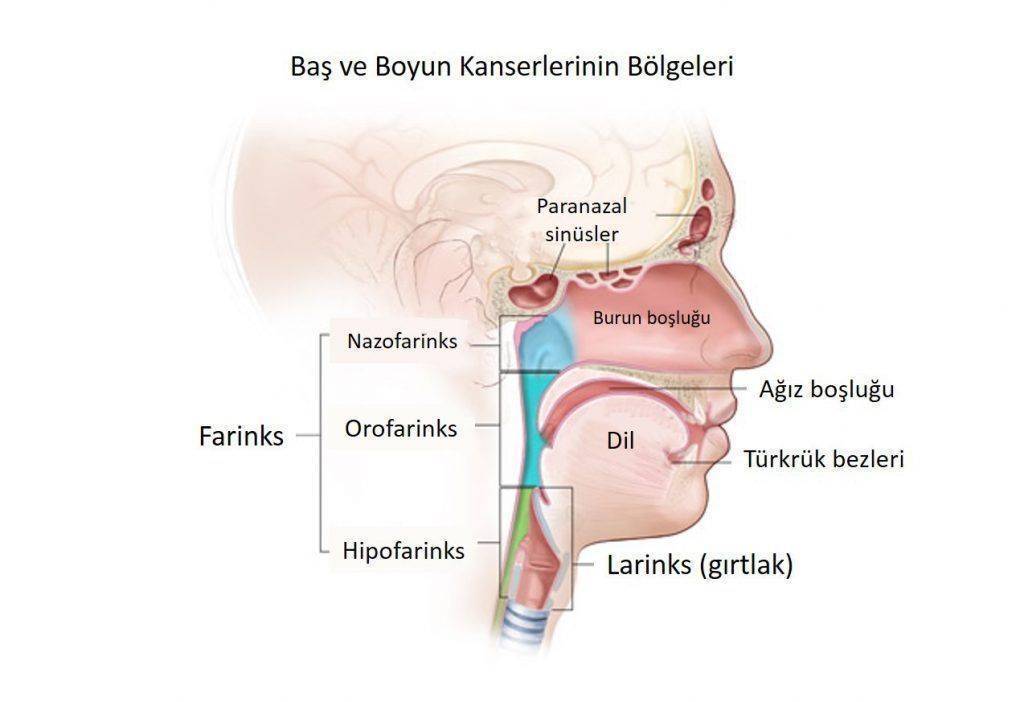 baş ve boyun kanserlerinin bölgeleri gırtlak kanseri nazofarinks vs