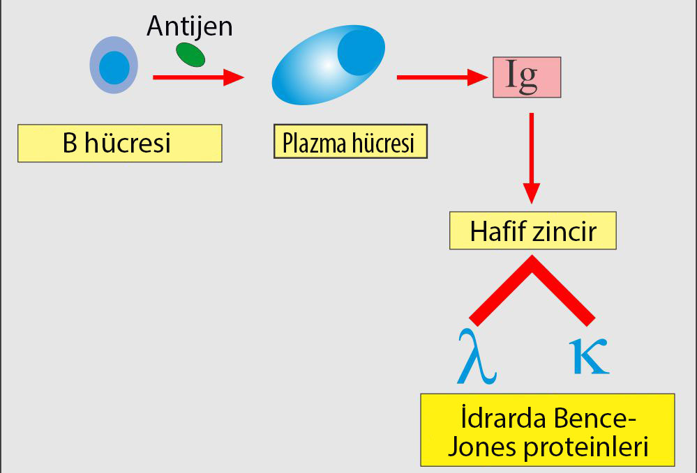 Bence jones proteini nedir görsel anlatım
