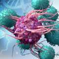 Beyin Tümörü GBM için Kanser Hücreleri ile Hazırlanan Dendritik Hücre Aşısı
