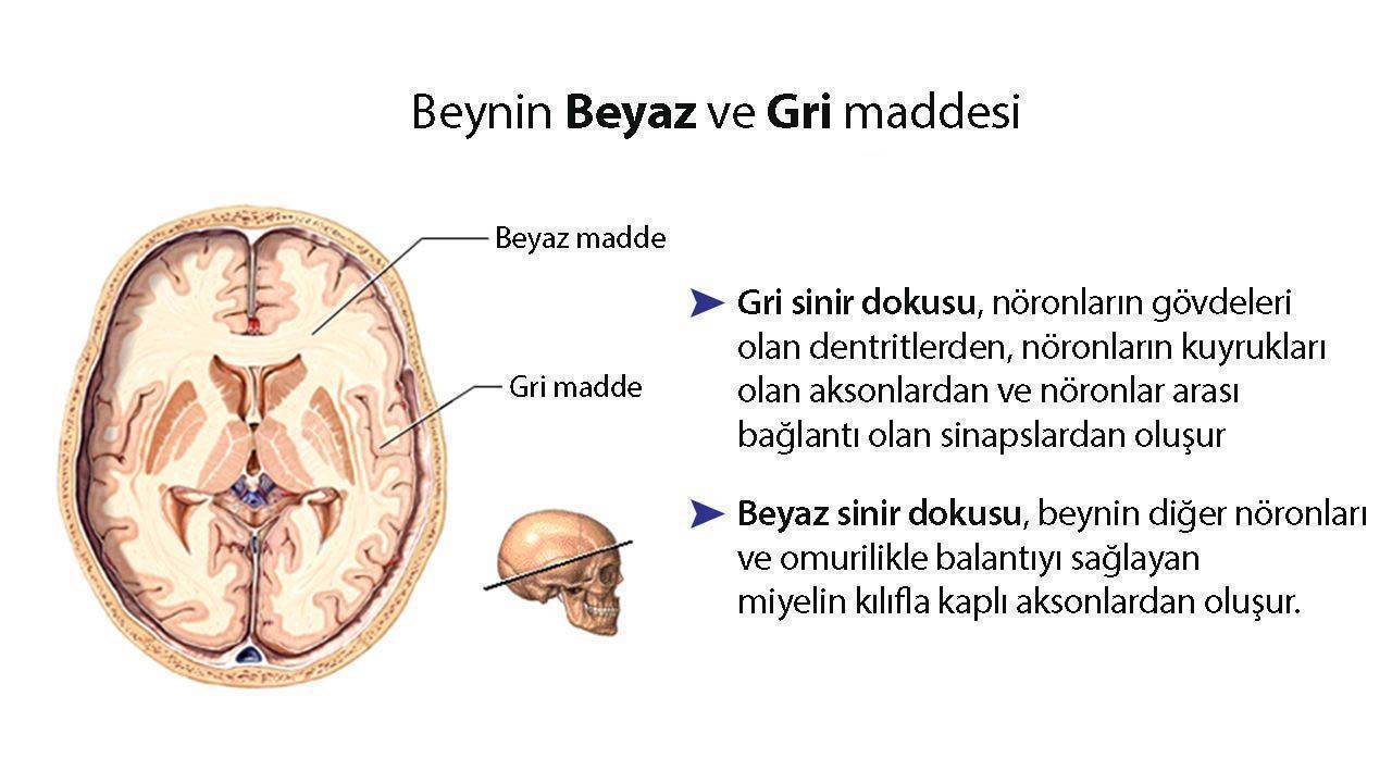 beynin beyaz ve gri maddesi