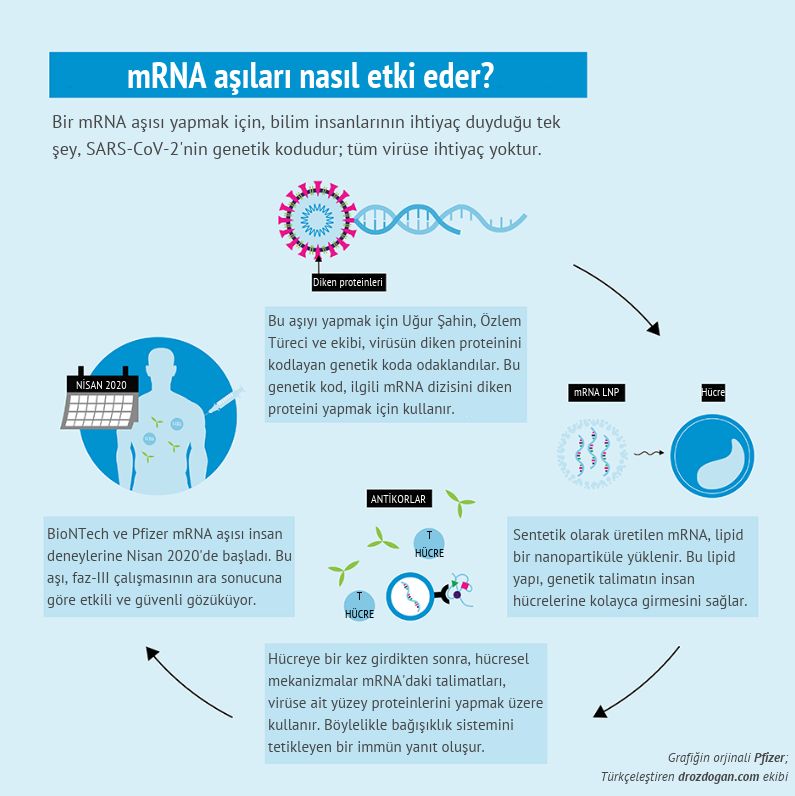 biontech pfizer mrna koronavirus asisi nedir etki mekanizmasi nasildir