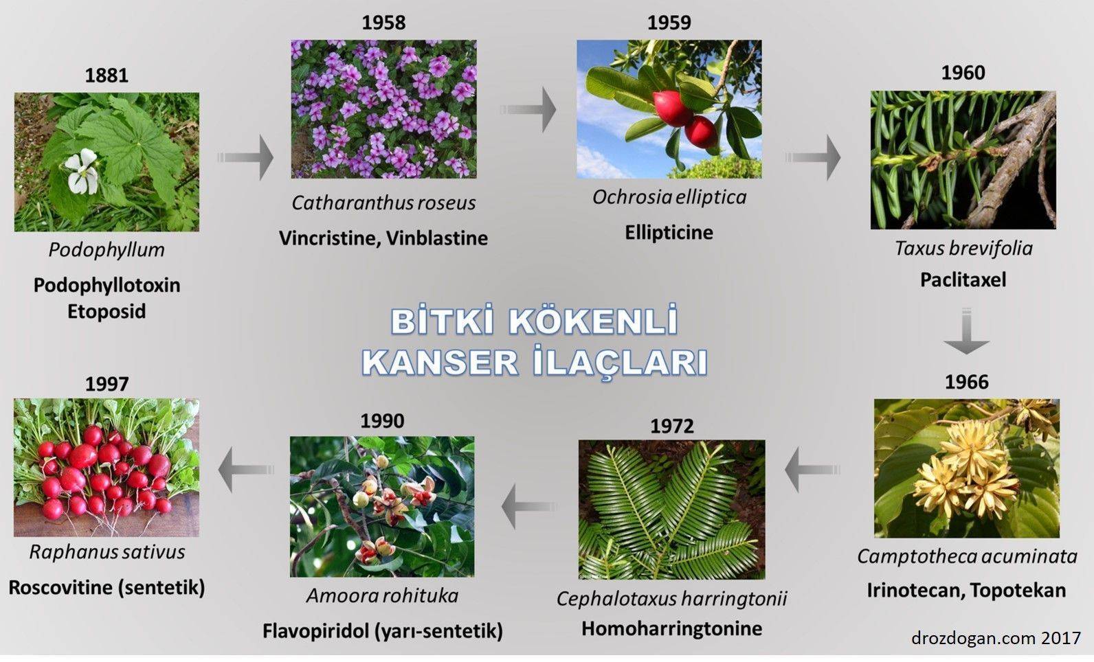 bitki kökenli kanser ilaçları bitkisel tedavi kemoterapi ilaçlarının tarihi