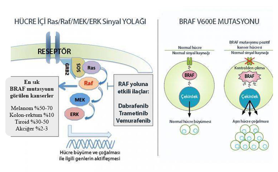 BRAF mutasyonu nedir Hangi kanserlerde BRAF pozitifligi gorulur v600e dabrafenib trametinib fda ona