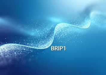 BRIP1 gen mutasyonu nedir? Bilinmesi gerekenler