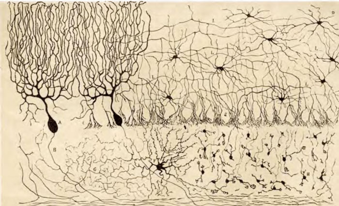 Cajal Kuşların Sinir Merkezlerinin Yapısı Madrid 1905 adlı eserinden çizdiği civciv beyincik