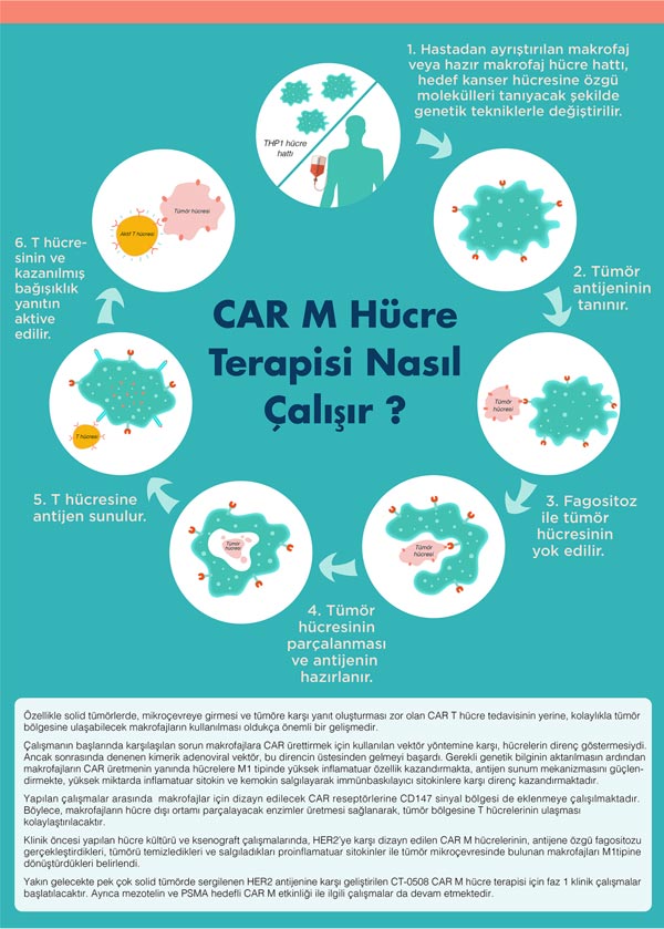 CAR M hucre terapisi nasil calisir